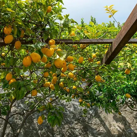 Il Giardino Dei Limoni Праяно